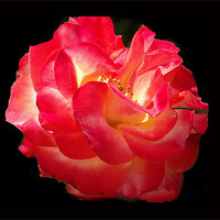 Buy canvas prints of Glowing Rose by Brian Beckett