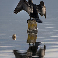 Buy canvas prints of Cormorant by Brian Beckett