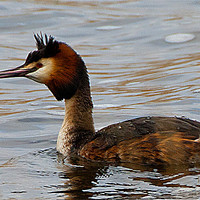 Buy canvas prints of Great Creasted Grebe by Brian Beckett