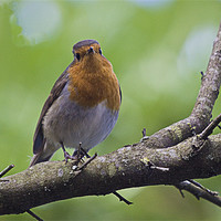 Buy canvas prints of Robin by Brian Beckett