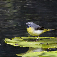 Buy canvas prints of Grey Wagtail by Brian Beckett