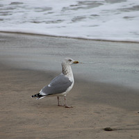 Buy canvas prints of Seagull by John Black