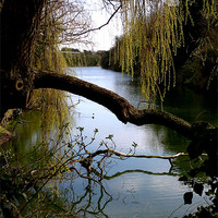 Buy canvas prints of Hilsea Moat by John Black