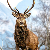 Buy canvas prints of Glencoe Stag  by John Howie