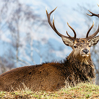 Buy canvas prints of Glencoe Stag by John Howie