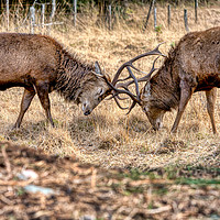 Buy canvas prints of Rutting Stags by John Howie