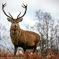 Buy canvas prints of A Glencoe Stag standing in the ferns by John Howie