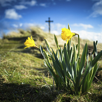 Buy canvas prints of St. Cuthberts Daffodils by Paul Appleby