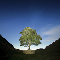 Buy canvas prints of  Lone Tree on Hadrian's Wall - Sycamore Gap by Paul Appleby