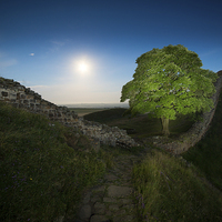 Buy canvas prints of  Other Side of the Wall - Sycamore Gap, Hardian's  by Paul Appleby