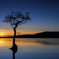 Buy canvas prints of  Lone Tree in  Loch Lomond by Paul Appleby