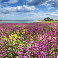 Buy canvas prints of  Bamburgh Campion by Paul Appleby