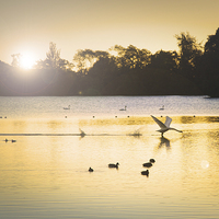 Buy canvas prints of  Swan Flight on Bolam Lake by Paul Appleby