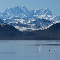 Buy canvas prints of Glacier Bay - Humpback Whales by Paul Appleby