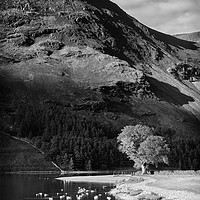 Buy canvas prints of Tree on Lake Buttermere by Paul Appleby