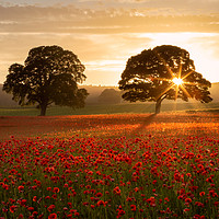 Buy canvas prints of Northumberland Poppy Field by Paul Appleby