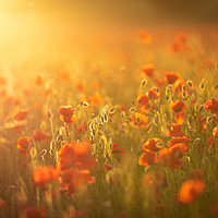 Buy canvas prints of Sunset Poppies by Paul Appleby