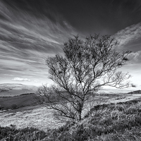 Buy canvas prints of  Corby Crags by Karen Crawford