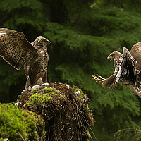 Buy canvas prints of Battling Buzzards by Karen Crawford