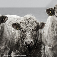 Buy canvas prints of Three Cows by Karen Crawford