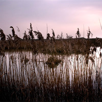 Buy canvas prints of Fenland waterways near Ely. Now a nature reserve by Terry Pearce