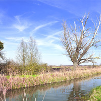 Buy canvas prints of Fenland Scene - A view of a fen lode by Terry Pearce