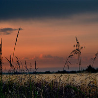 Buy canvas prints of Fenland Evening Sunset by Terry Pearce