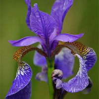 Buy canvas prints of purple iris by Darrin miller