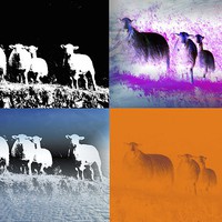 Buy canvas prints of Warsheep by Darrin miller