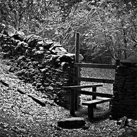 Buy canvas prints of Stile in the woods by Craig Coleran