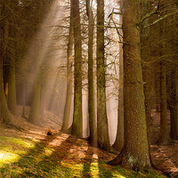 Buy canvas prints of Deanclough forest by Craig Coleran