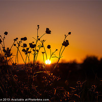 Buy canvas prints of Buttercup sunset by Craig Coleran