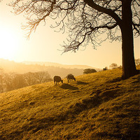 Buy canvas prints of Sunrise grazing by Craig Coleran