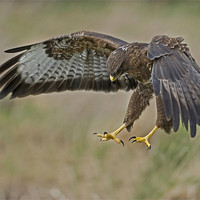 Buy canvas prints of The Common Buzzard (Buteo buteo) by Peter Oak