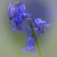 Buy canvas prints of English bluebell   (Hyacinthoides non-scripta) by Peter Oak