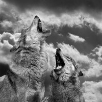 Buy canvas prints of Howling (Canis lupus) by Peter Oak