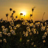 Buy canvas prints of Bog Cotton Grass by Libby Hall