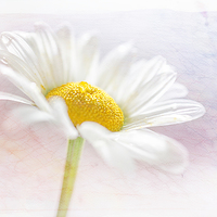 Buy canvas prints of Daisy by Libby Hall