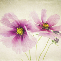 Buy canvas prints of Pretty Pink flowers by Libby Hall