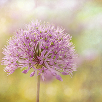 Buy canvas prints of  Allium Bokeh by Libby Hall