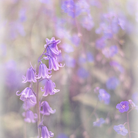 Buy canvas prints of  Bluebells by Libby Hall
