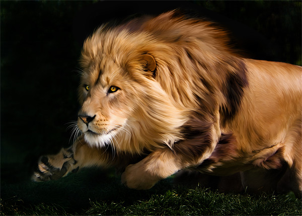 Raw Lion Power Framed Mounted Print by Julie Hoddinott