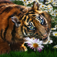 Buy canvas prints of Tiger Flower by Julie Hoddinott