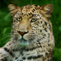 Buy canvas prints of Amur Leopard by Julie Hoddinott