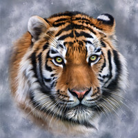 Buy canvas prints of Sky Tiger by Julie Hoddinott