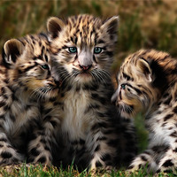 Buy canvas prints of Snow Leopard Cubs - Closeup by Julie Hoddinott