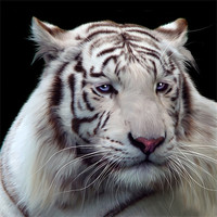 Buy canvas prints of Royal Bengal White Tiger by Julie Hoddinott