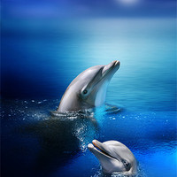 Buy canvas prints of Dolphin Delight by Julie Hoddinott