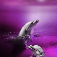 Buy canvas prints of Dolphin Delights by Julie Hoddinott