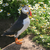 Buy canvas prints of Puffin and Daisies by Julie Hoddinott